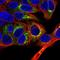 Albumin antibody, HPA031025, Atlas Antibodies, Immunofluorescence image 