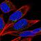 Protein Tyrosine Phosphatase Receptor Type D antibody, HPA054829, Atlas Antibodies, Immunofluorescence image 