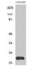 Mitochondrial Ribosomal Protein L40 antibody, A11512, Boster Biological Technology, Western Blot image 