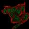 Small Nuclear Ribonucleoprotein Polypeptide G antibody, HPA067814, Atlas Antibodies, Immunofluorescence image 