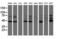 LEI antibody, LS-C175129, Lifespan Biosciences, Western Blot image 