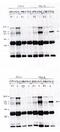 Vav Guanine Nucleotide Exchange Factor 2 antibody, MBS395831, MyBioSource, Western Blot image 