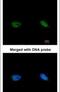 BRCA2 And CDKN1A Interacting Protein antibody, PA5-22268, Invitrogen Antibodies, Immunofluorescence image 