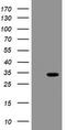 Src Like Adaptor 2 antibody, LS-C174150, Lifespan Biosciences, Western Blot image 
