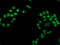 Phosphoglycerate Mutase 2 antibody, M10014-1, Boster Biological Technology, Immunofluorescence image 