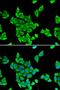 Cytokine Induced Apoptosis Inhibitor 1 antibody, orb247379, Biorbyt, Immunocytochemistry image 