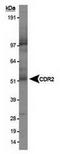 Cerebellar Degeneration Related Protein 2 antibody, TA309603, Origene, Western Blot image 