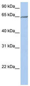 Protocadherin Alpha 4 antibody, TA331058, Origene, Western Blot image 