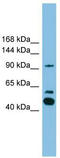 Phospholipase A2 Group IVE antibody, TA337645, Origene, Western Blot image 