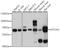 General Transcription Factor IIH Subunit 1 antibody, A05408, Boster Biological Technology, Western Blot image 