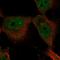 E74 Like ETS Transcription Factor 4 antibody, HPA060277, Atlas Antibodies, Immunofluorescence image 