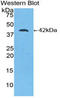 Creatine Kinase B antibody, LS-C299281, Lifespan Biosciences, Western Blot image 
