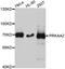 Protein Kinase AMP-Activated Catalytic Subunit Alpha 2 antibody, LS-C331110, Lifespan Biosciences, Western Blot image 