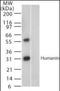 Humanin antibody, orb95360, Biorbyt, Western Blot image 