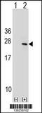 Protein tyrosine phosphatase type IVA 1 antibody, 58-807, ProSci, Western Blot image 