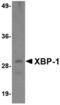 X-Box Binding Protein 1 antibody, LS-B11219, Lifespan Biosciences, Western Blot image 