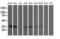 Signal Sequence Receptor Subunit 1 antibody, LS-C173160, Lifespan Biosciences, Western Blot image 
