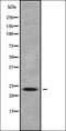 C1q And TNF Related 8 antibody, orb338202, Biorbyt, Western Blot image 