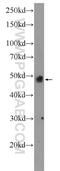 Bone Morphogenetic Protein 4 antibody, 12492-1-AP, Proteintech Group, Western Blot image 