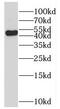 SH3 Domain Binding Protein 5 antibody, FNab07831, FineTest, Western Blot image 