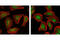 Mitogen-Activated Protein Kinase 8 antibody, 9255L, Cell Signaling Technology, Immunofluorescence image 