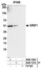 G-Rich RNA Sequence Binding Factor 1 antibody, A305-136A, Bethyl Labs, Immunoprecipitation image 