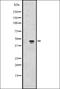 PAK1 Interacting Protein 1 antibody, orb335373, Biorbyt, Western Blot image 