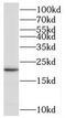 Receptor activity-modifying protein 2 antibody, FNab07098, FineTest, Western Blot image 