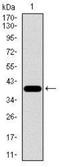 Ribosomal Protein L18a antibody, NBP2-37396, Novus Biologicals, Western Blot image 