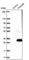 Family With Sequence Similarity 89 Member B antibody, NBP2-14008, Novus Biologicals, Western Blot image 