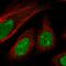 Sterile Alpha Motif Domain Containing 14 antibody, HPA051916, Atlas Antibodies, Immunofluorescence image 