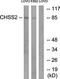 Complement Component 4 Binding Protein Alpha antibody, orb314321, Biorbyt, Western Blot image 