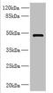 Ring Finger Protein 26 antibody, orb356455, Biorbyt, Western Blot image 