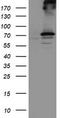 Ribophorin I antibody, LS-C173360, Lifespan Biosciences, Western Blot image 