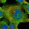 Zinc Finger CCHC-Type Containing 7 antibody, PA5-56180, Invitrogen Antibodies, Immunofluorescence image 