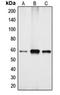 Cytochrome P450 4X1 antibody, orb215403, Biorbyt, Western Blot image 