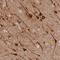 Mitochondrial Coiled-Coil Domain 1 antibody, NBP2-47382, Novus Biologicals, Immunohistochemistry paraffin image 