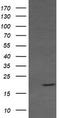 RAB30, Member RAS Oncogene Family antibody, TA505346BM, Origene, Western Blot image 