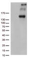 Protocadherin-15 antibody, CF812881, Origene, Western Blot image 