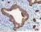 CD326 / EpCAM antibody, 50591-RP02, Sino Biological, Immunohistochemistry frozen image 
