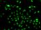 BCL6 Transcription Repressor antibody, orb373559, Biorbyt, Immunofluorescence image 