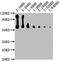 CD14 antibody, CSB-MA004879A1m, Cusabio, Western Blot image 