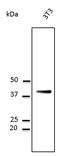 CD63 Molecule antibody, LS-C204227, Lifespan Biosciences, Western Blot image 