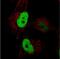 Anillin antibody, NBP2-52908, Novus Biologicals, Immunocytochemistry image 