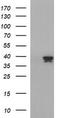 Apolipoprotein A5 antibody, TA507101BM, Origene, Western Blot image 