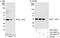 Elongation factor 1-delta antibody, A301-684A, Bethyl Labs, Immunoprecipitation image 