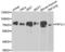 Factor Interacting With PAPOLA And CPSF1 antibody, LS-C346244, Lifespan Biosciences, Western Blot image 
