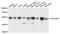 Protein kinase C and casein kinase substrate in neurons protein 3 antibody, A8647, ABclonal Technology, Western Blot image 