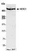 HECT And RLD Domain Containing E3 Ubiquitin Protein Ligase Family Member 1 antibody, A301-904A, Bethyl Labs, Western Blot image 