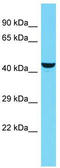 KIAA0513 antibody, TA331971, Origene, Western Blot image 